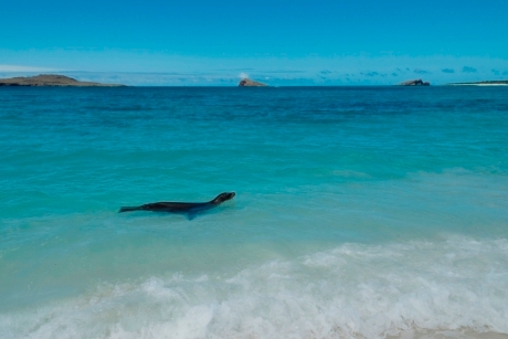 Sea lion%2C Galapagos